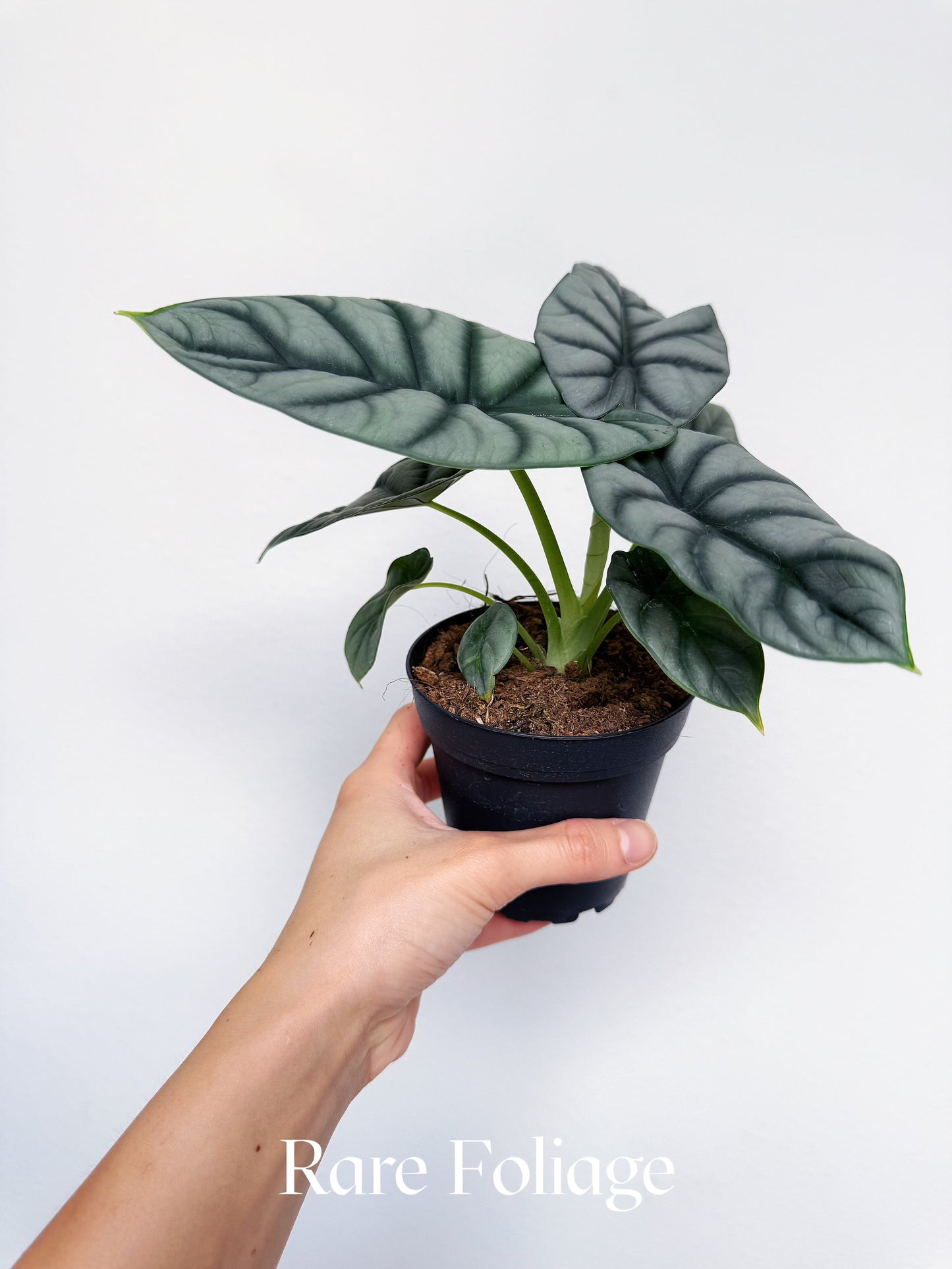 Alocasia Silver Dragon 4"