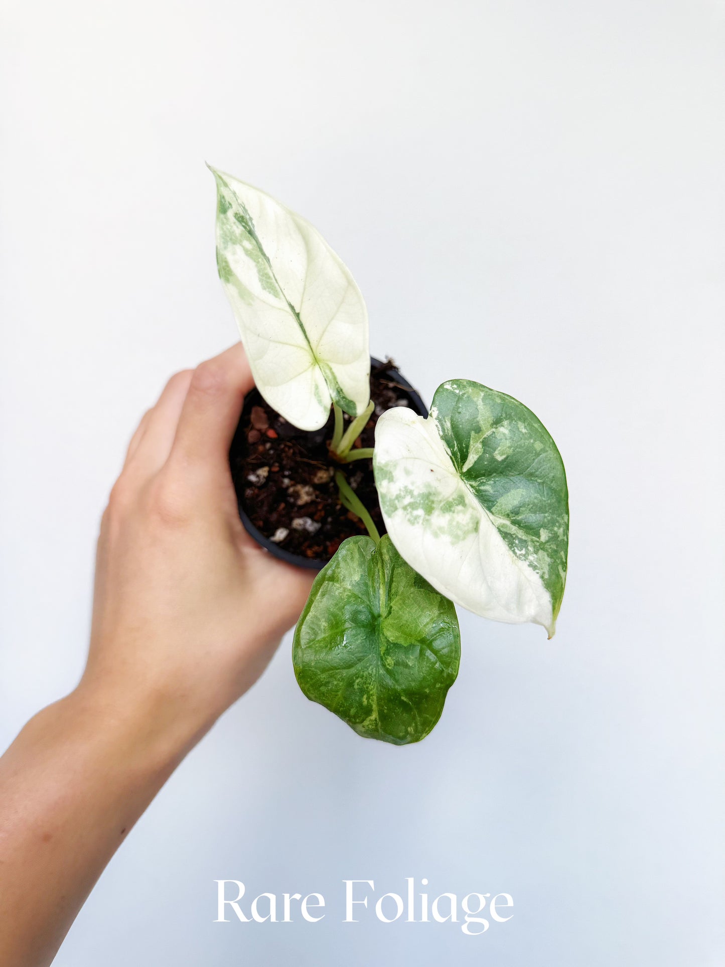 Alocasia Silver Dragon Albo Variegated 3"