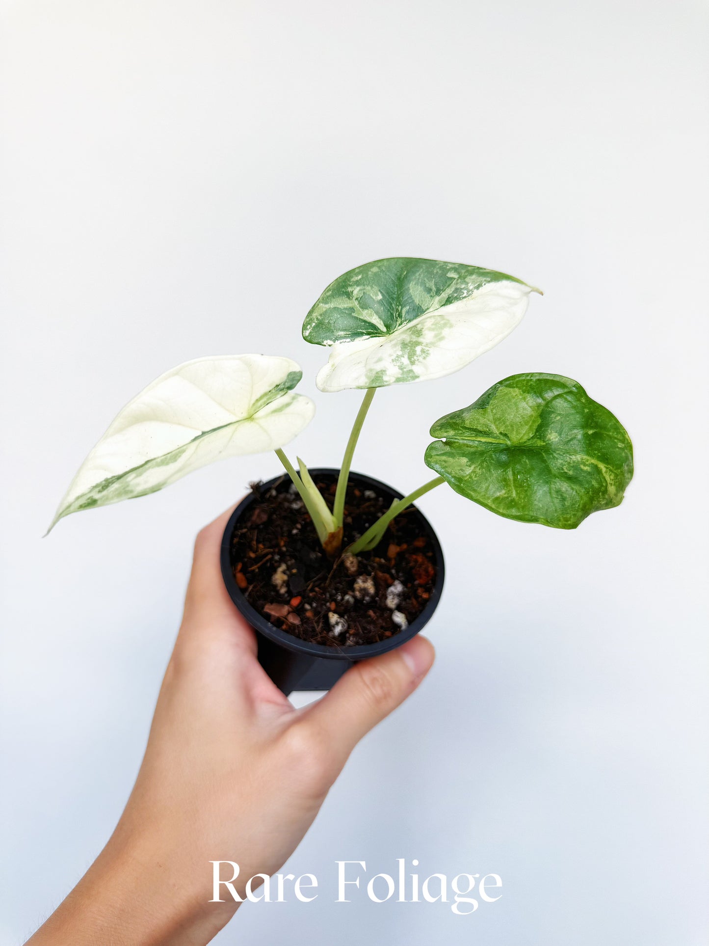 Alocasia Silver Dragon Albo Variegated 3"