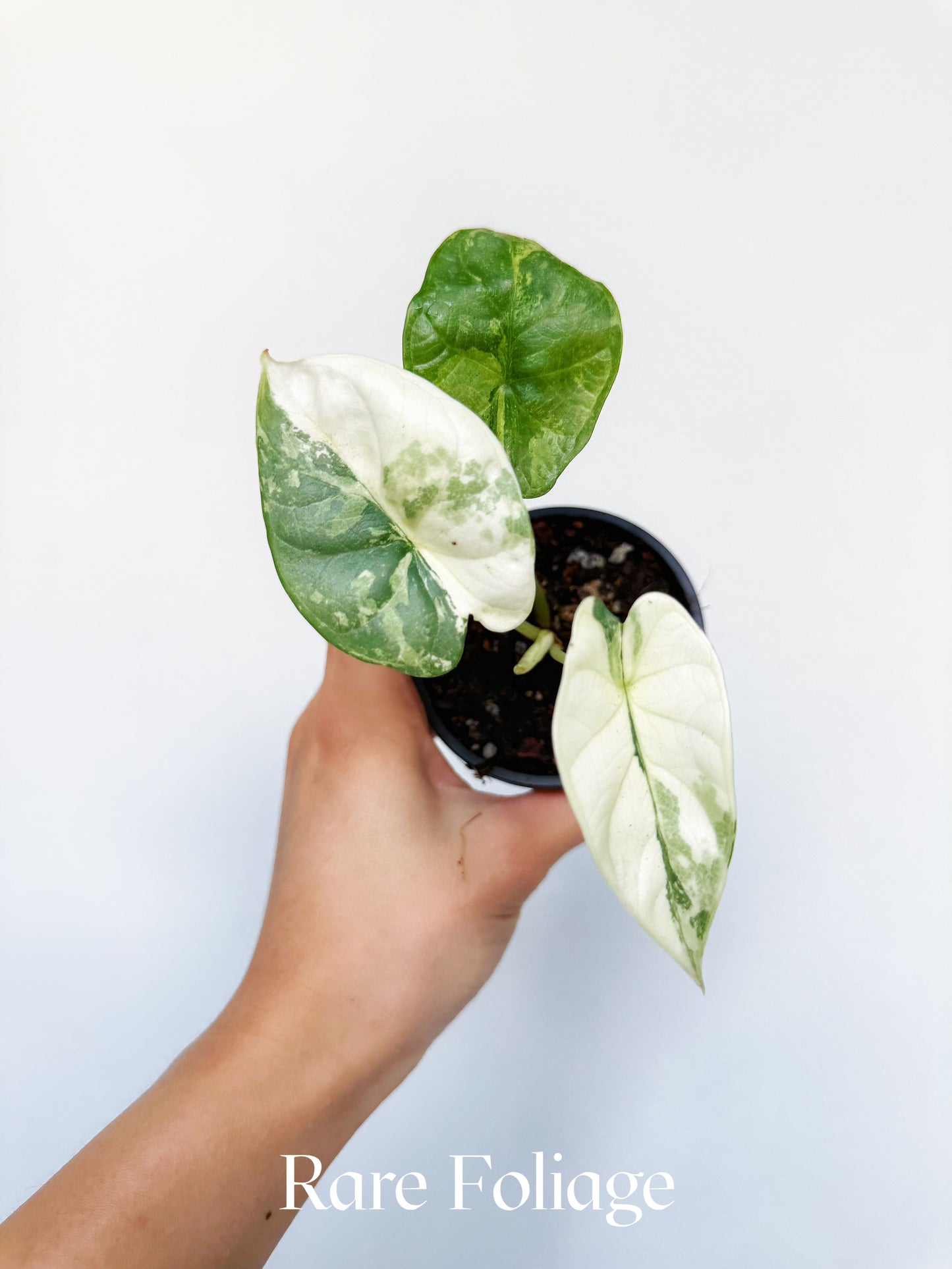 Alocasia Silver Dragon Albo Variegated 3"