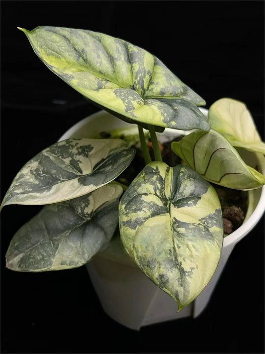 Alocasia Silver Dragon Aurea Variegated (Tissue Culture）