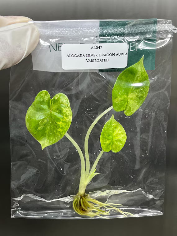 Alocasia Silver Dragon Aurea Variegated (Tissue Culture）