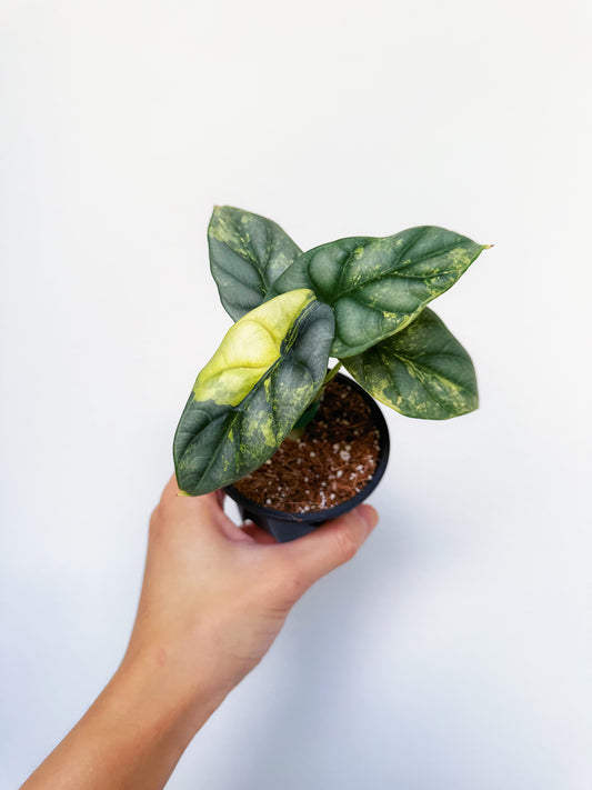 Alocasia Silver Dragon Variegated 3”
