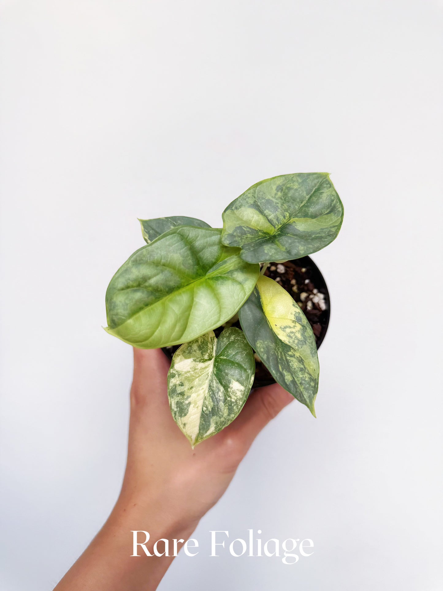 Alocasia Silver Dragon Aurea Variegated 4"
