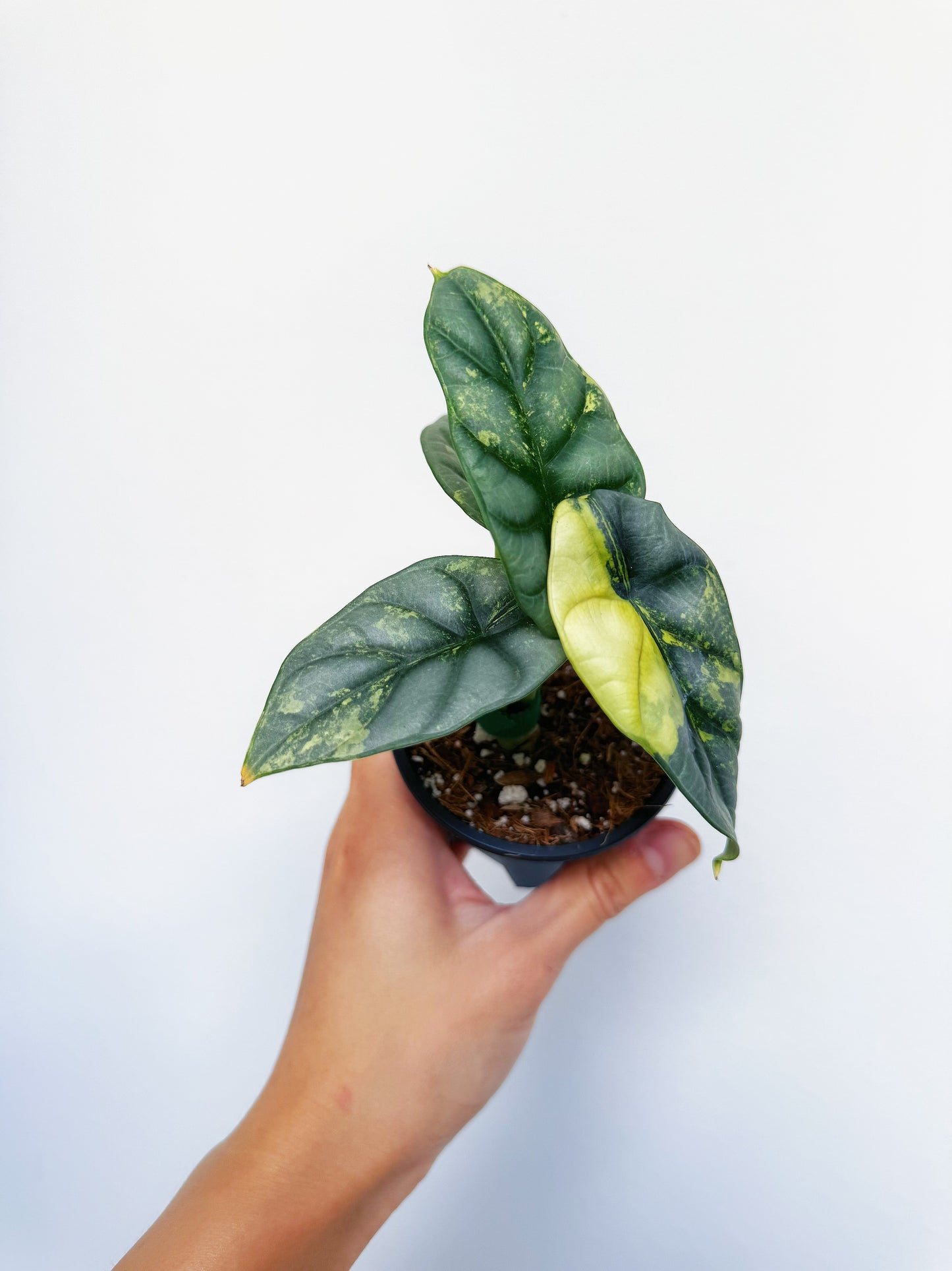 Alocasia Silver Dragon Variegated 3”