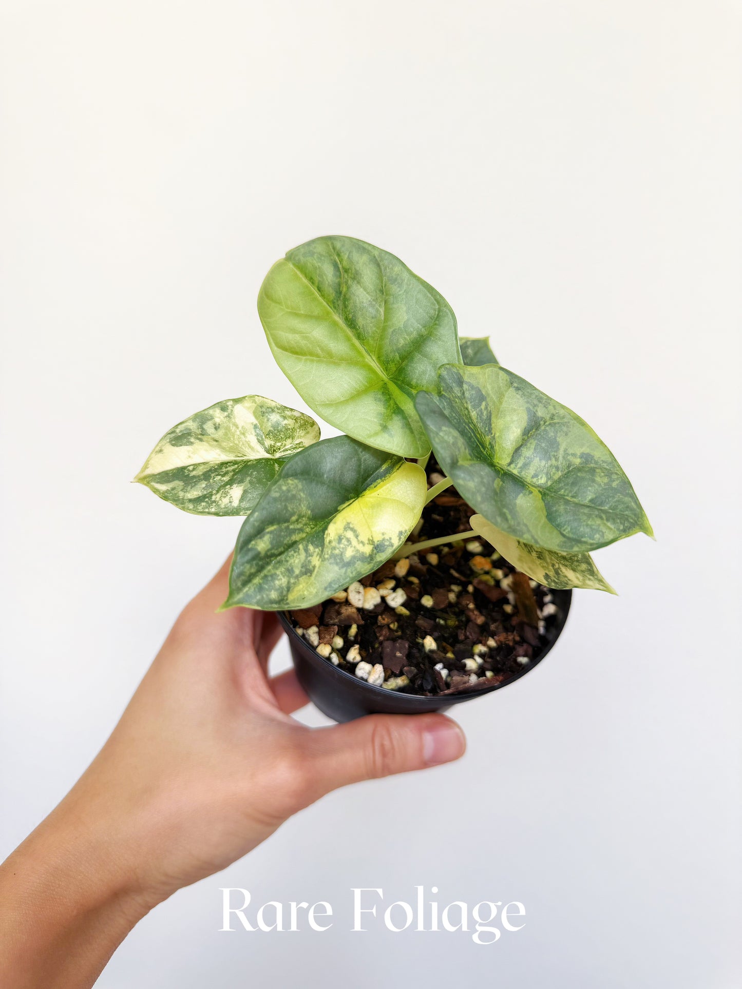 Alocasia Silver Dragon Aurea Variegated 4"
