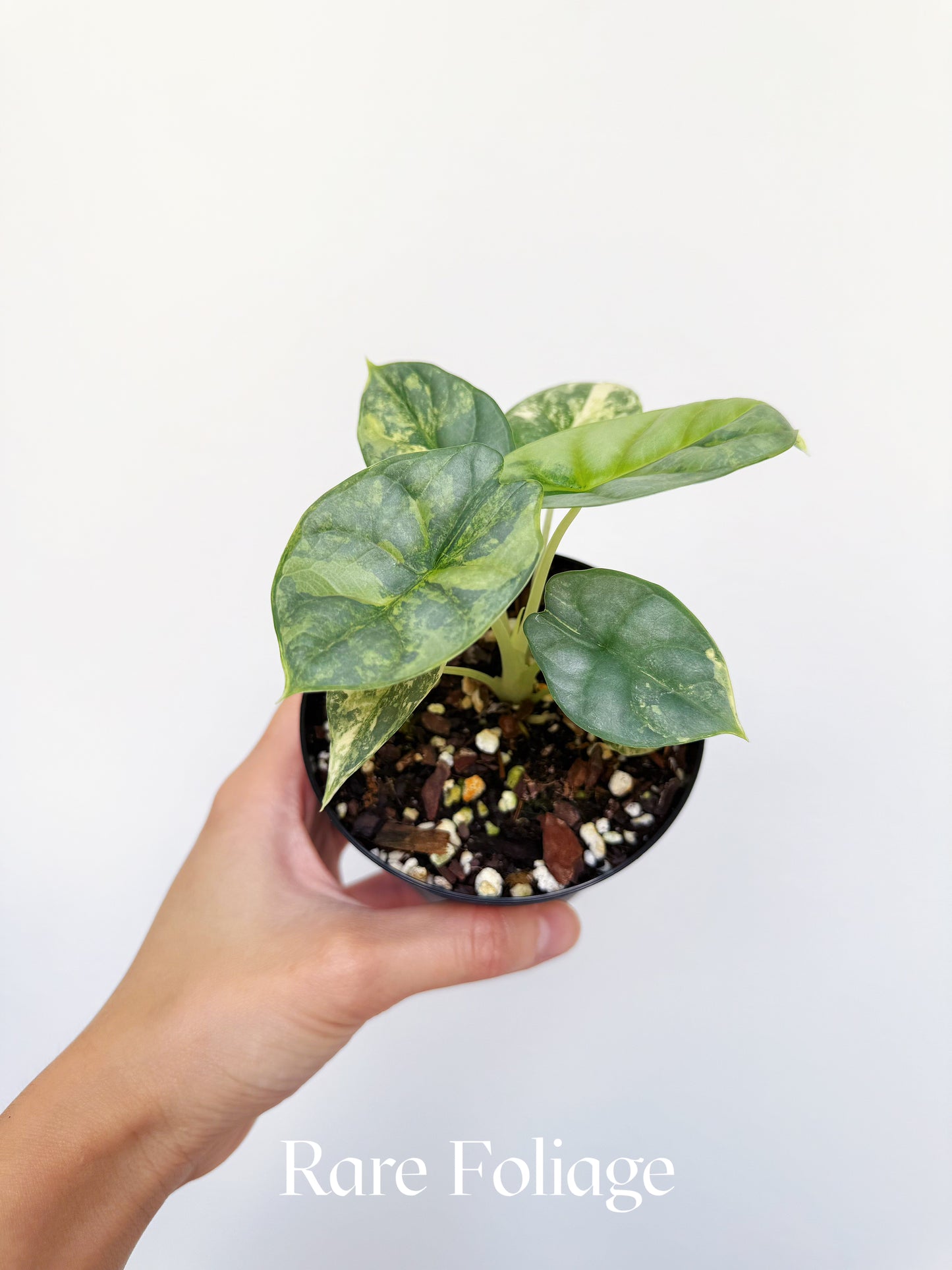 Alocasia Silver Dragon Aurea Variegated 4"