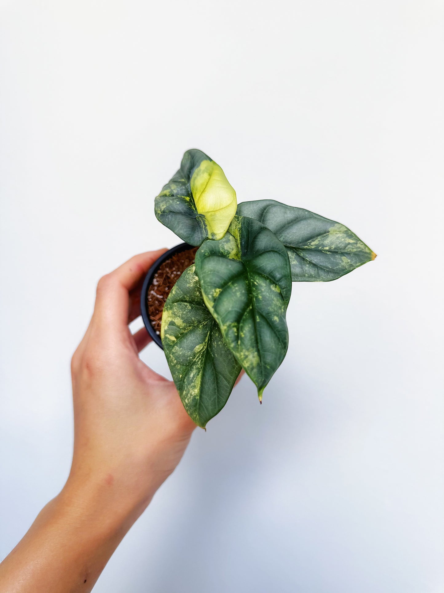 Alocasia Silver Dragon Variegated 3”