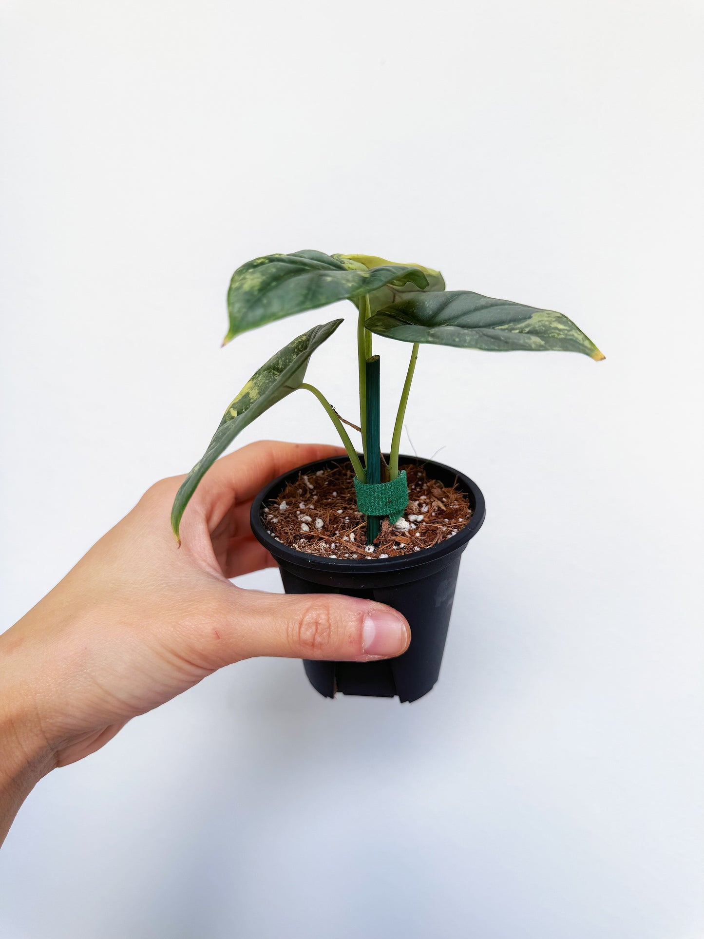 Alocasia Silver Dragon Variegated 3”
