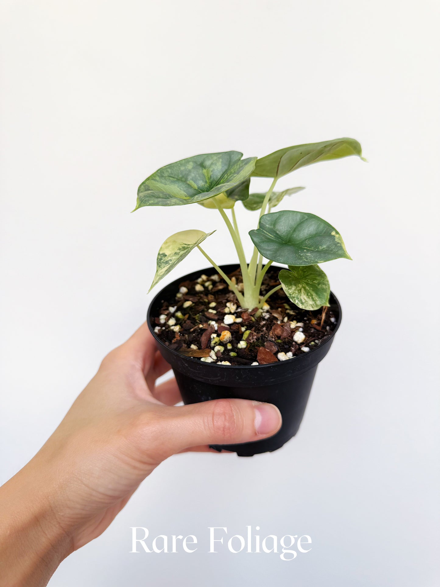 Alocasia Silver Dragon Aurea Variegated 4"