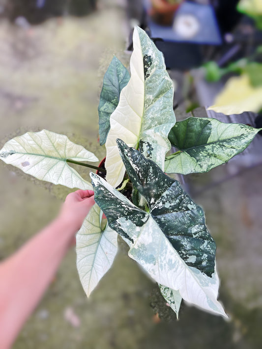 Alocasia Simpo Albo Variegated (Tissue Culture)
