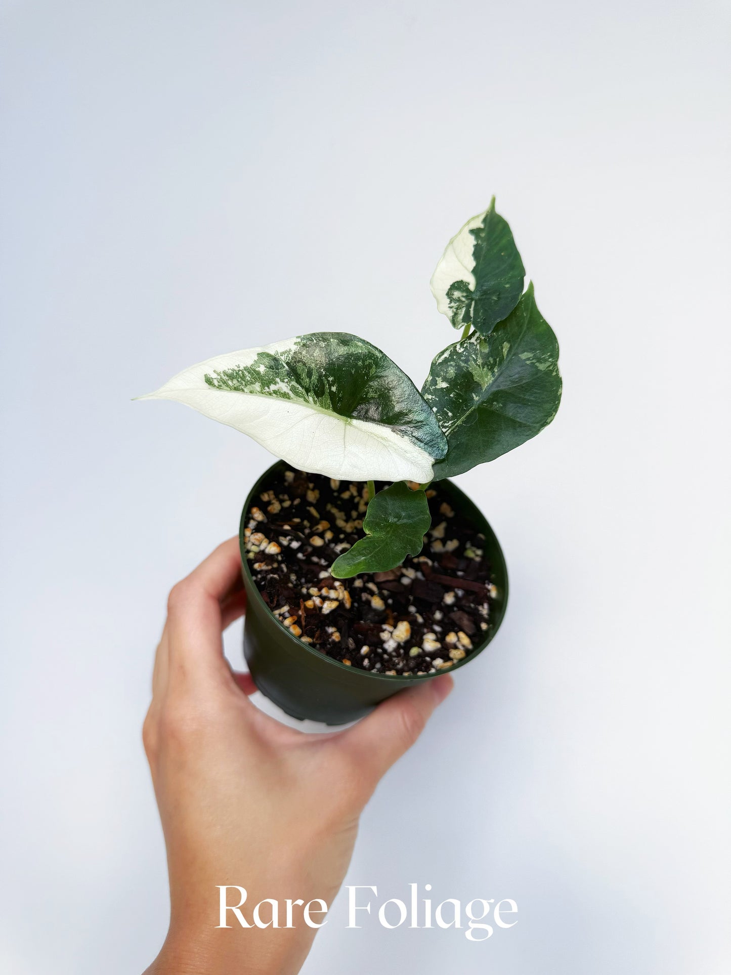 Alocasia Simpo Albo Variegated 4”