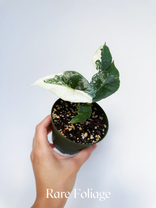 Alocasia Simpo Albo Variegated 4”