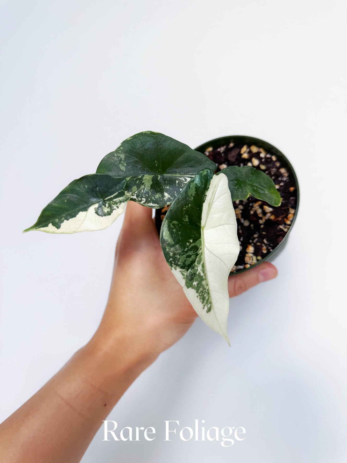 Alocasia Simpo Albo Variegated 4”