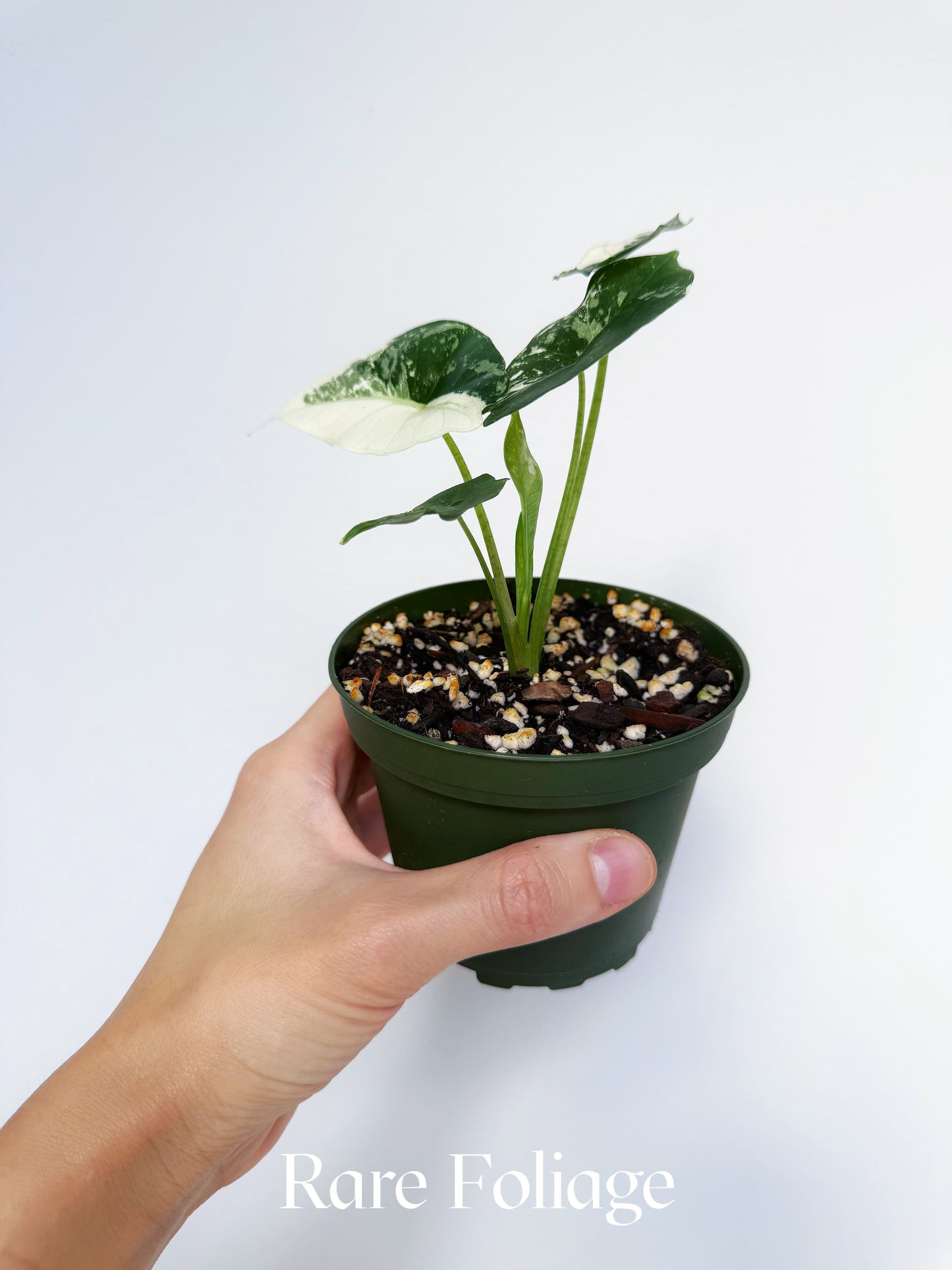 Alocasia Simpo Albo Variegated 4”
