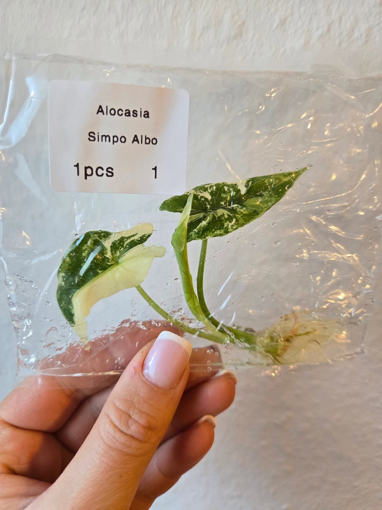 Alocasia Simpo Albo Variegated (Tissue Culture)
