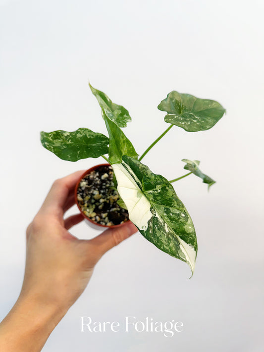 Alocasia Simpo Albo Variegated 3”
