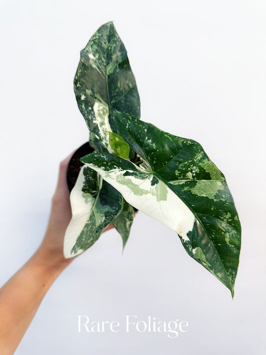 Alocasia Simpo Albo Variegated 4” Exact Plant