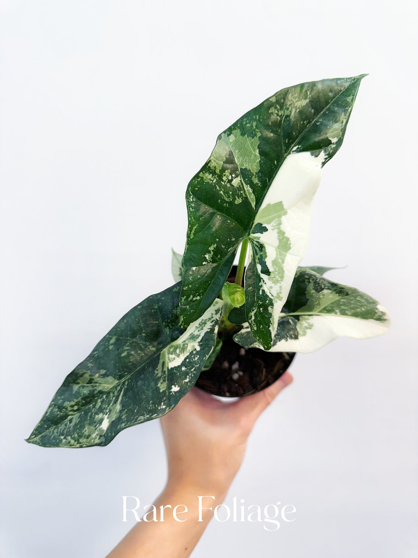 Alocasia Simpo Albo Variegated 4” Exact Plant