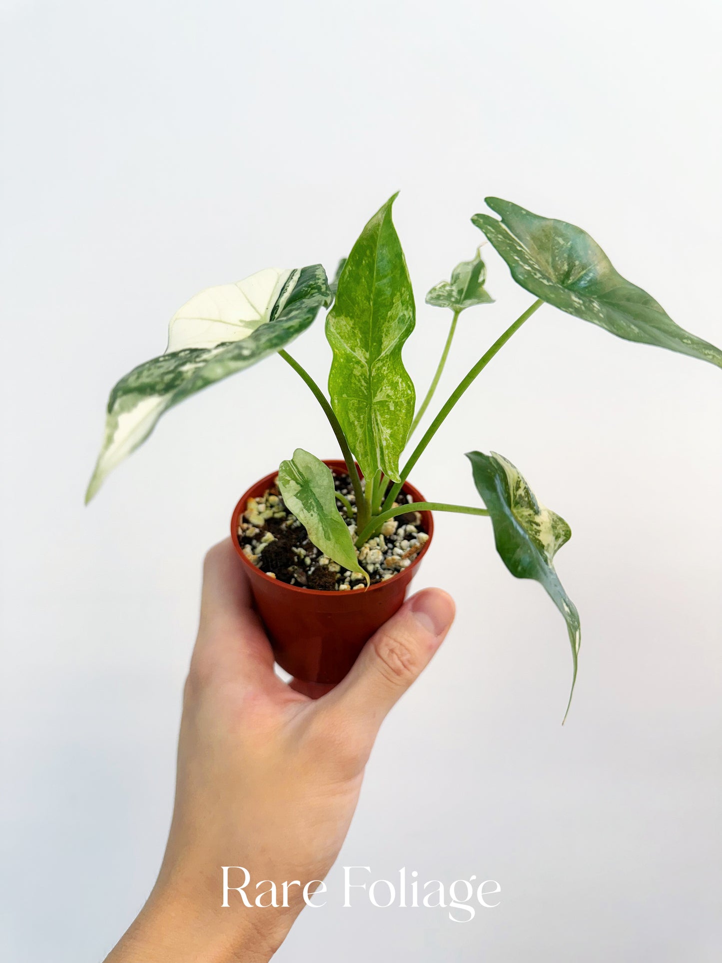 Alocasia Simpo Albo Variegated 3”