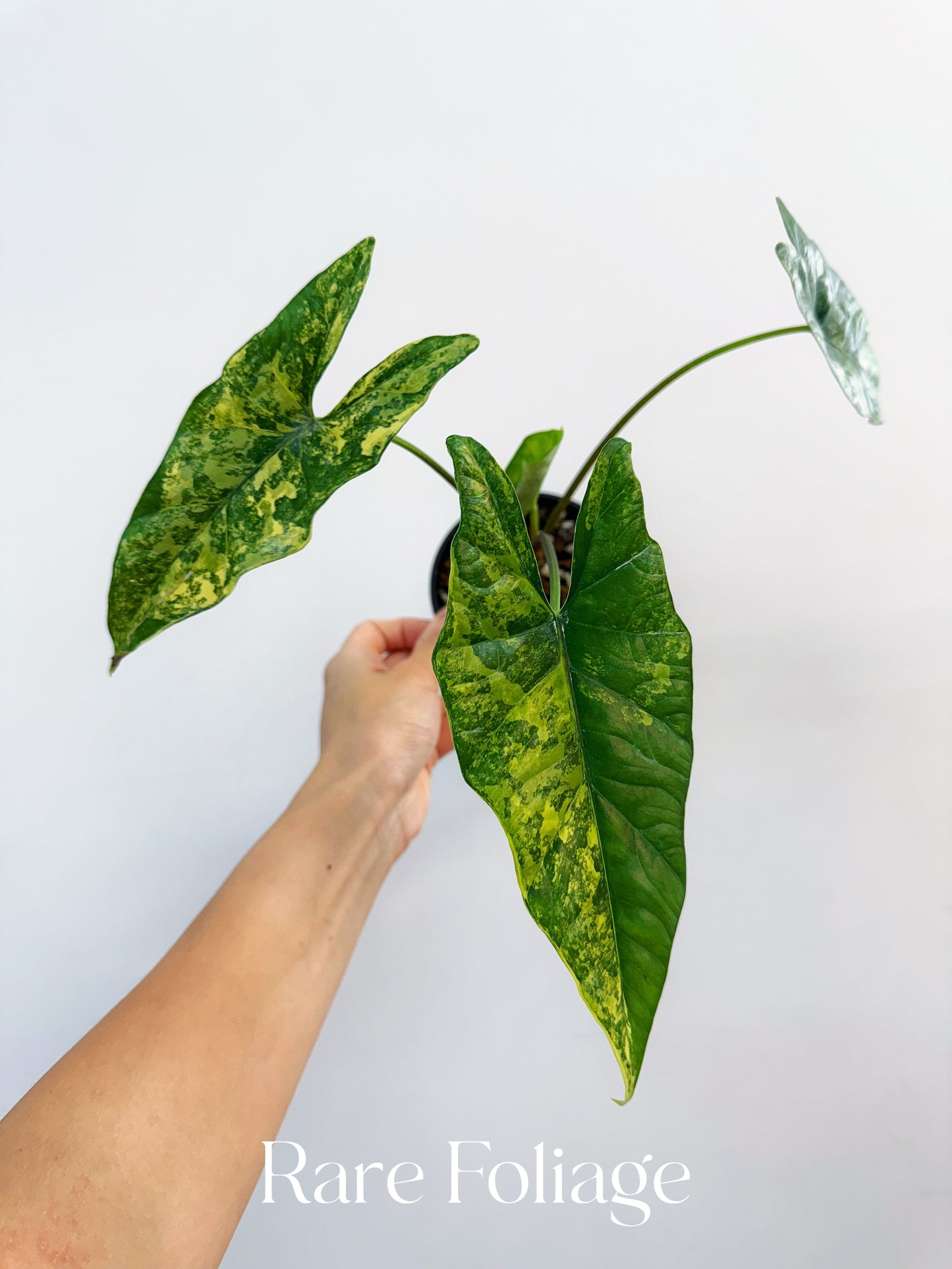 Alocasia Simpo Aurea Variegated 4”