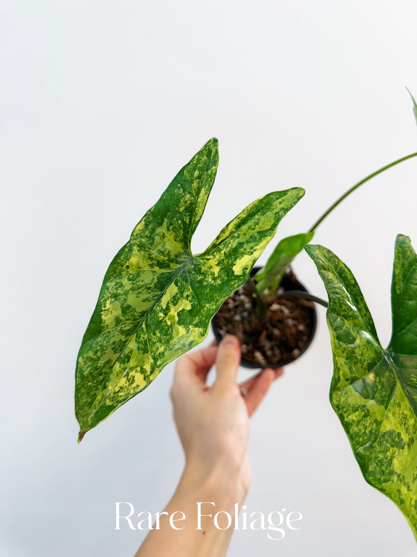 Alocasia Simpo Aurea Variegated 4”