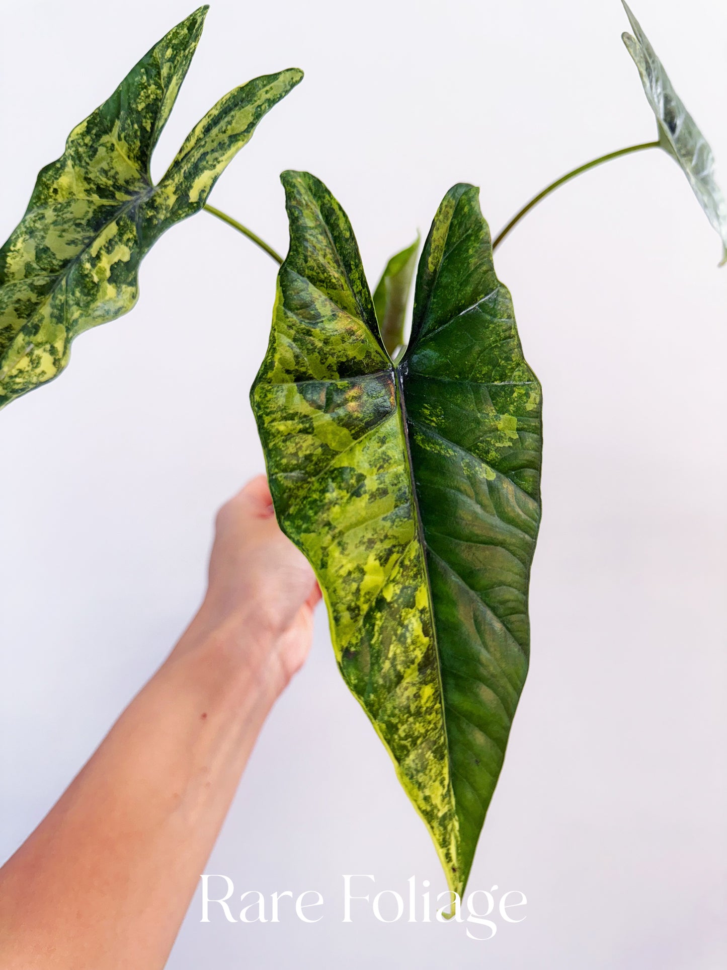 Alocasia Simpo Aurea Variegated 4”
