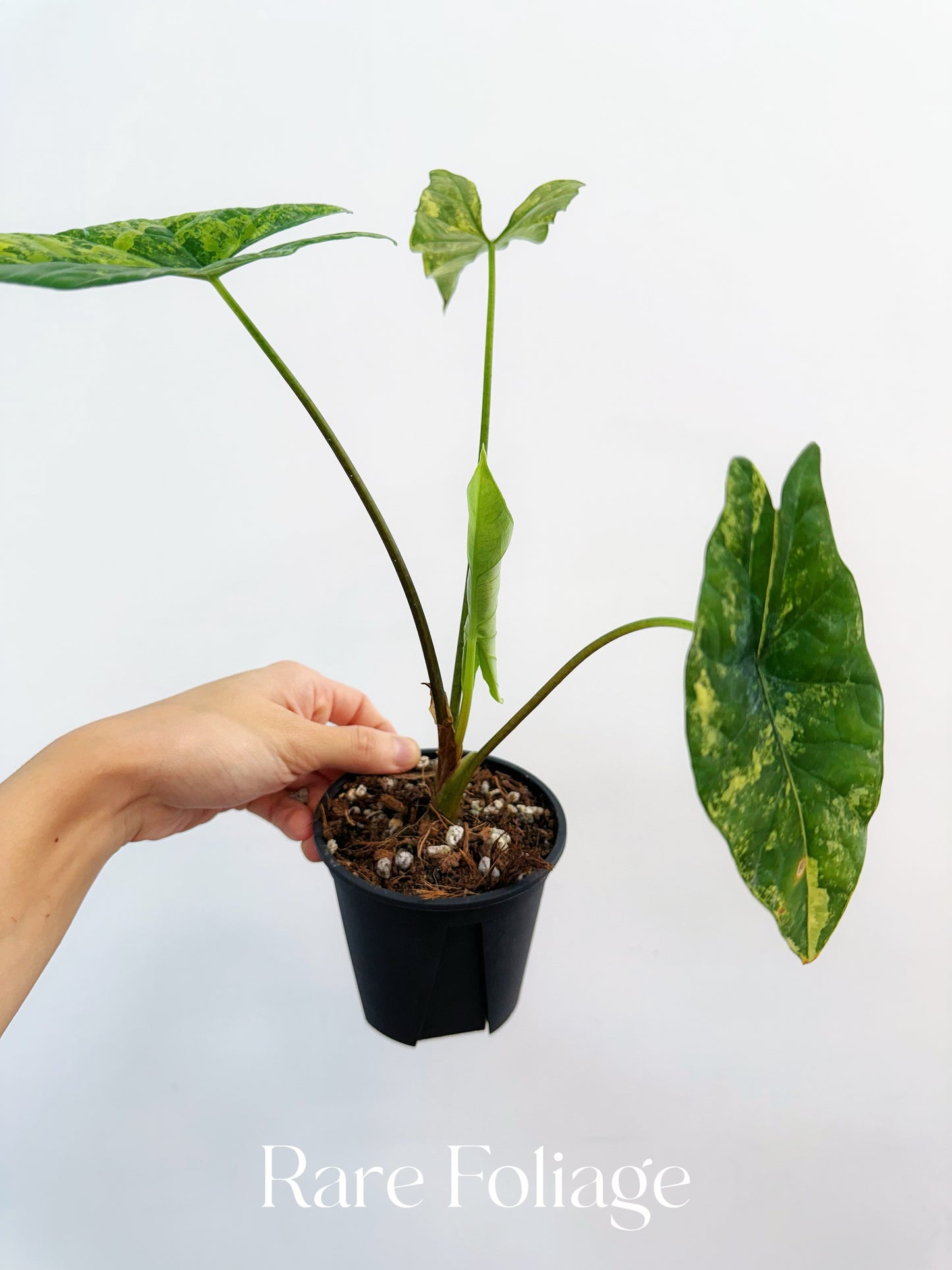 Alocasia Simpo Aurea Variegated 4”