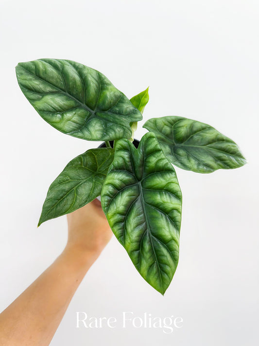 Alocasia Sinuata 4”