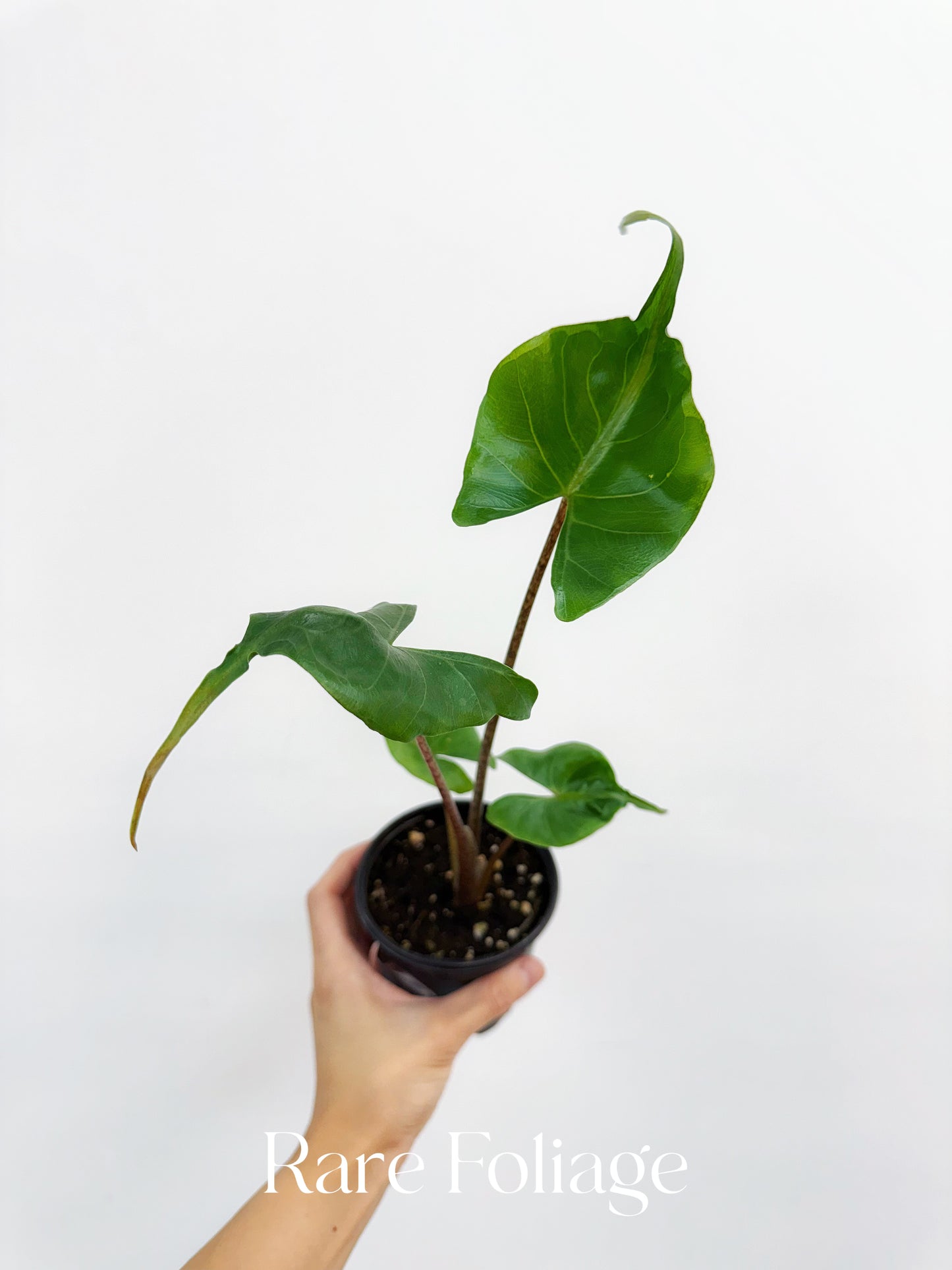 Alocasia Stingray 4”