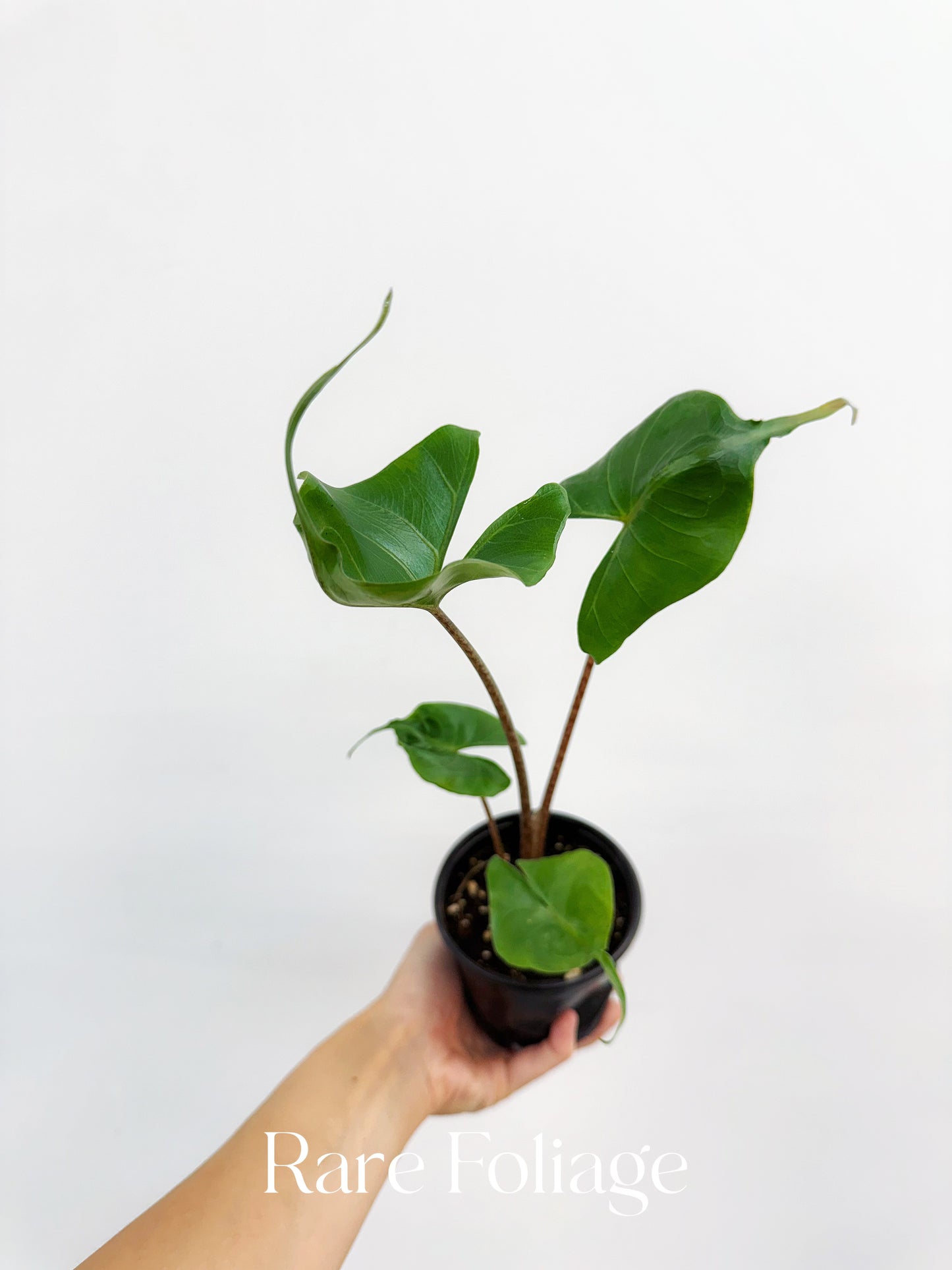 Alocasia Stingray 4”