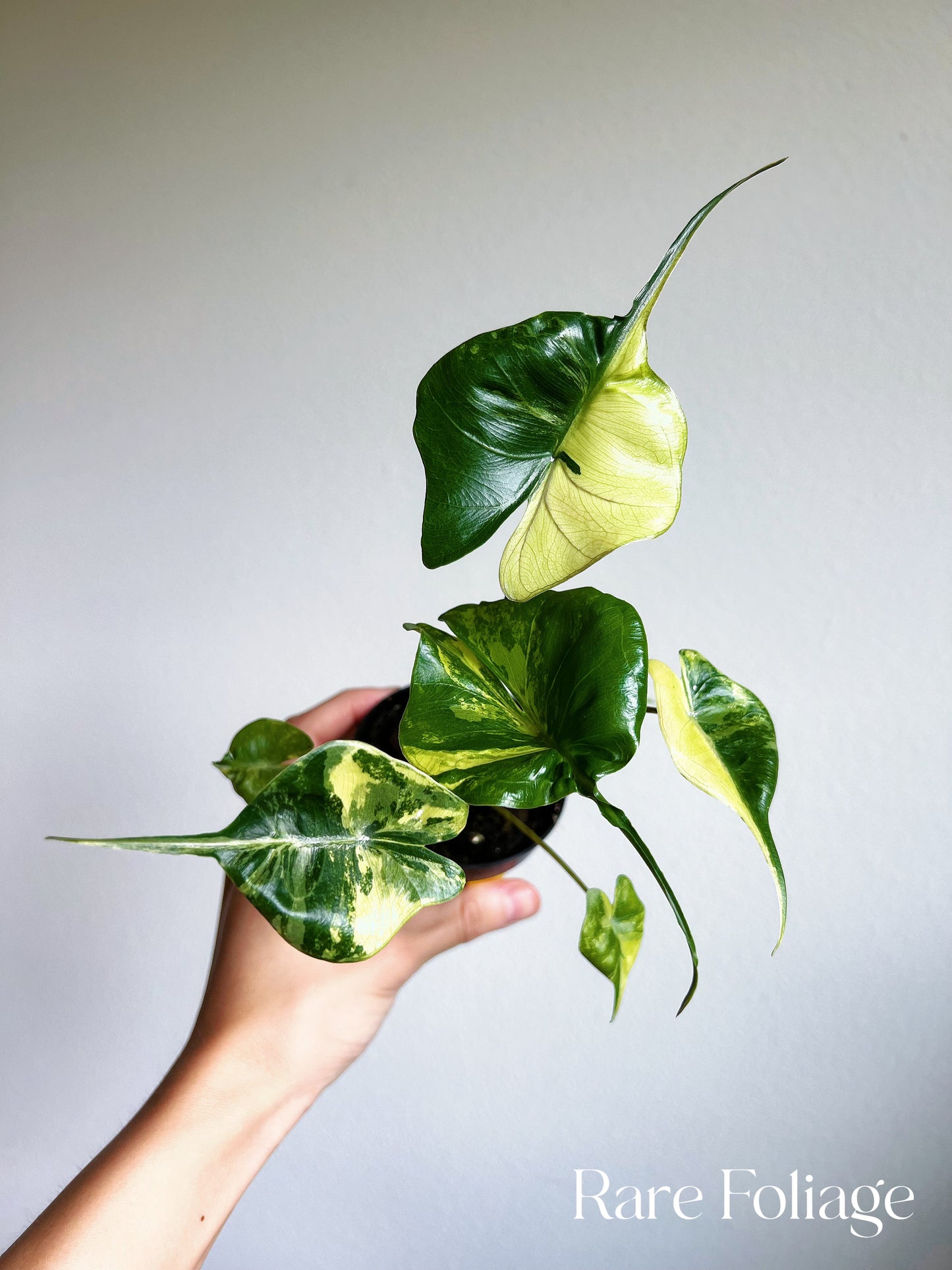 Alocasia Stingray Variegated 3"