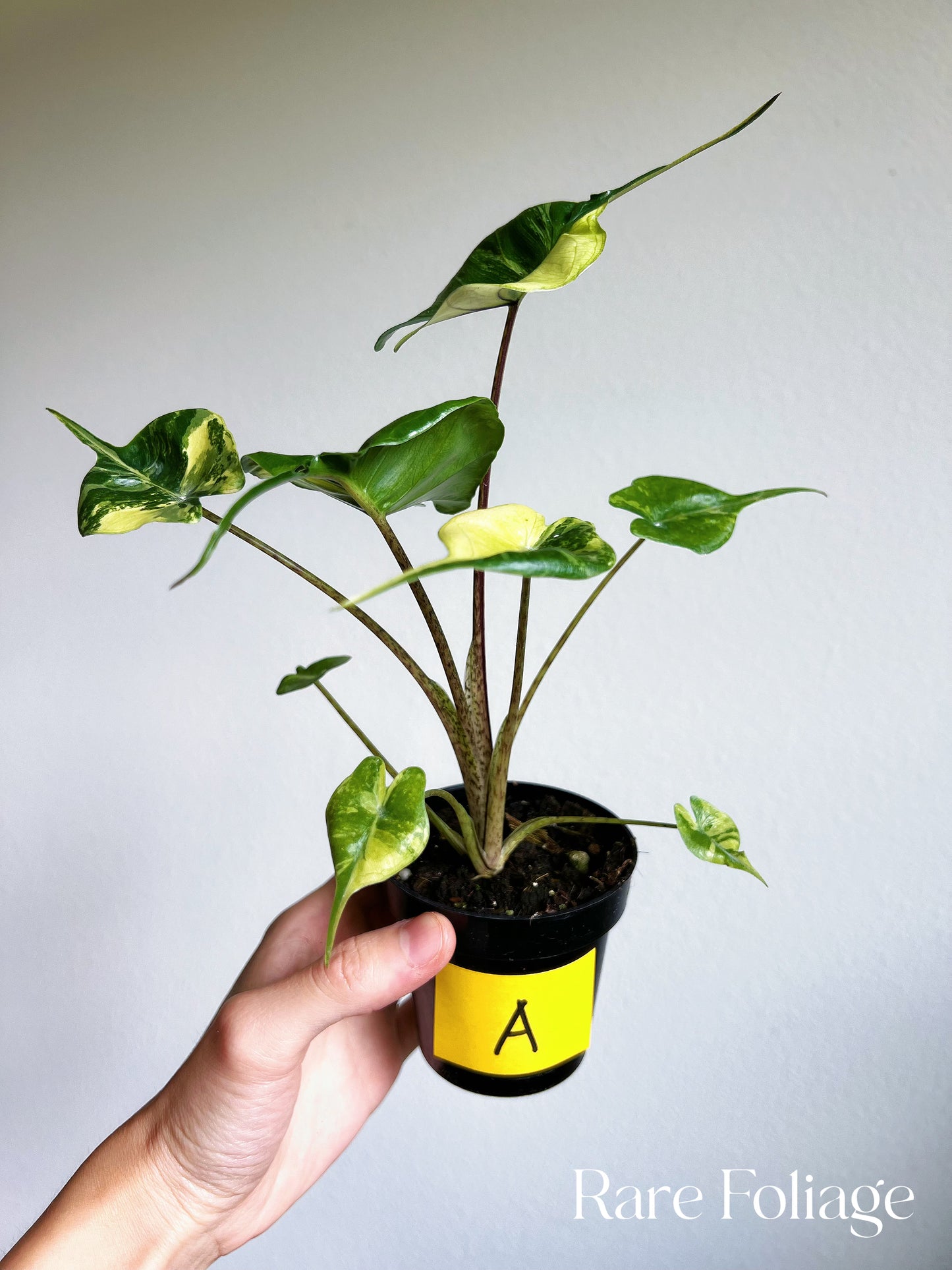 Alocasia Stingray Variegated 3"