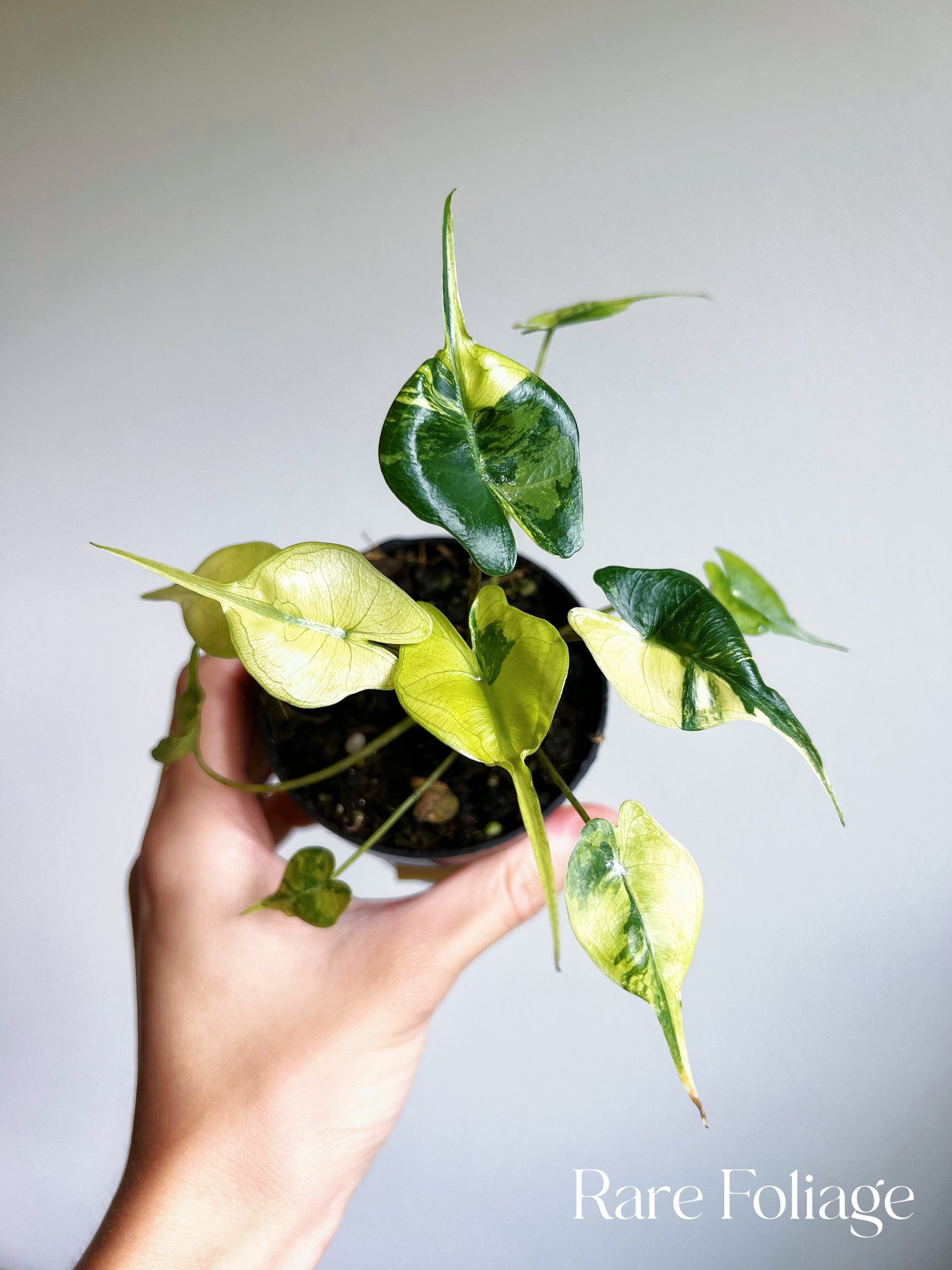 Alocasia Stingray Variegated 3"