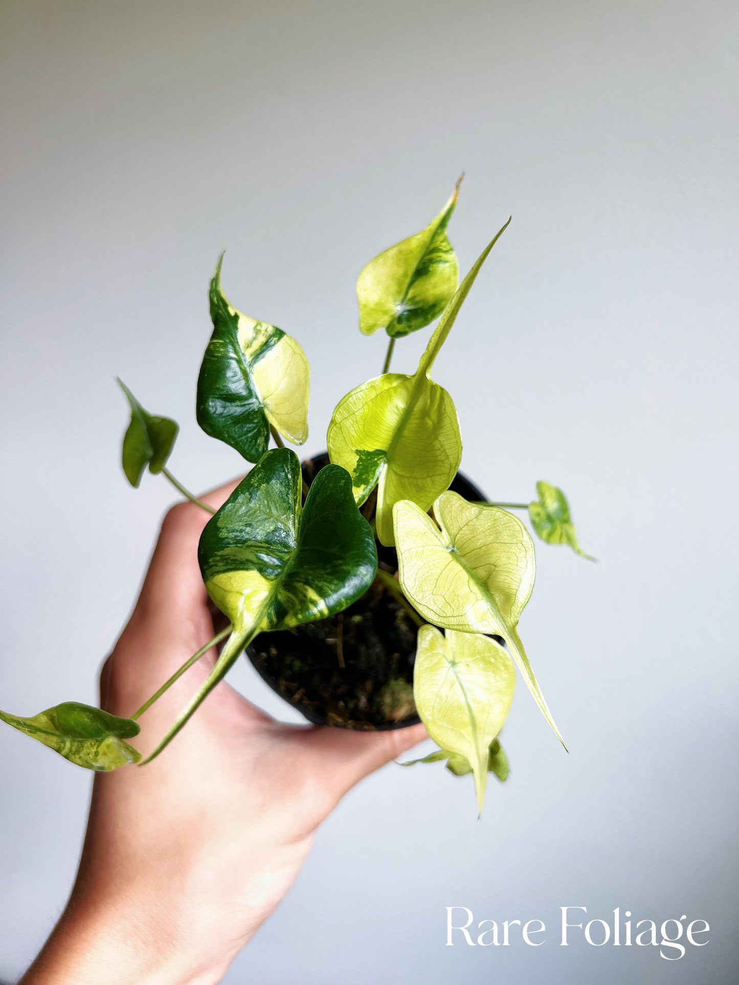 Alocasia Stingray Variegated 3"