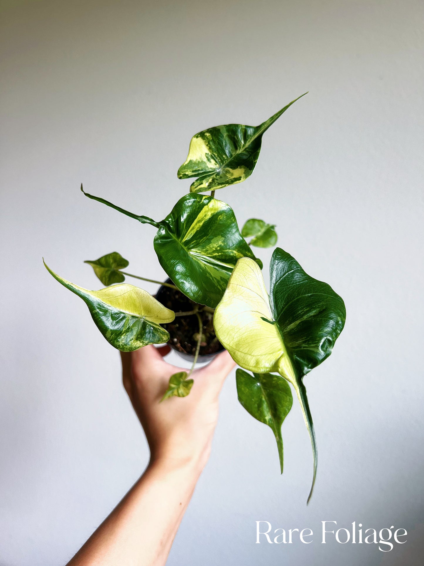 Alocasia Stingray Variegated 3"