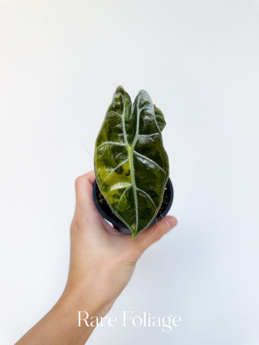 Alocasia Surhirmariana Aurea Variegated 3”