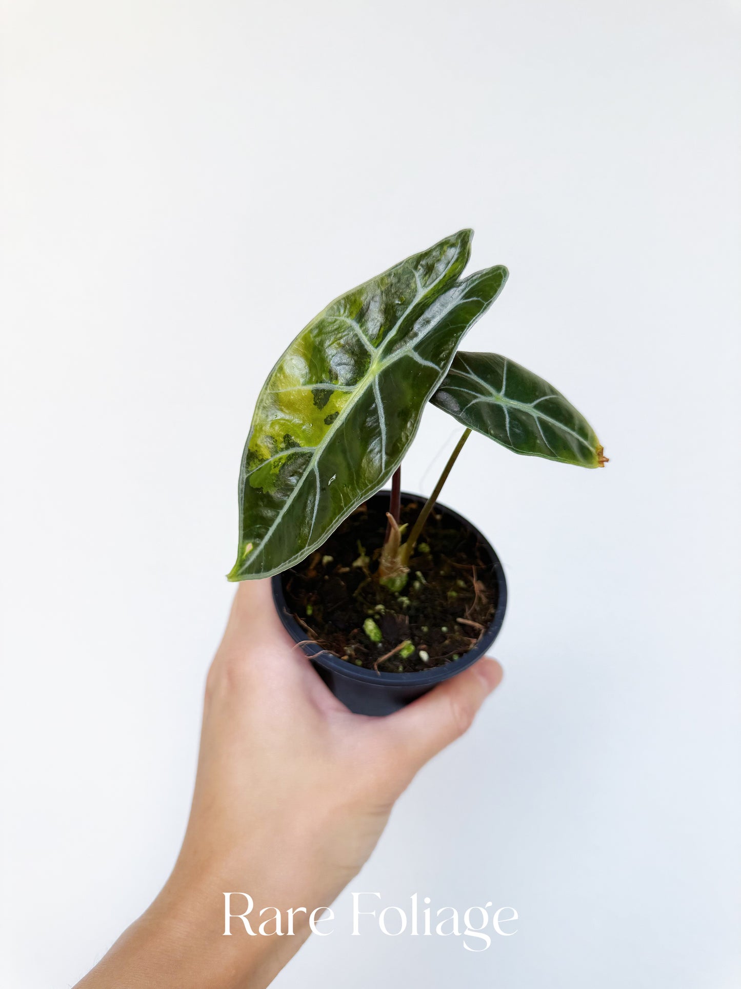 Alocasia Surhirmariana Aurea Variegated 3”