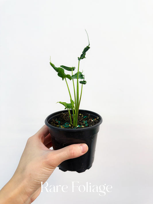 Alocasia Teletubbies 4"