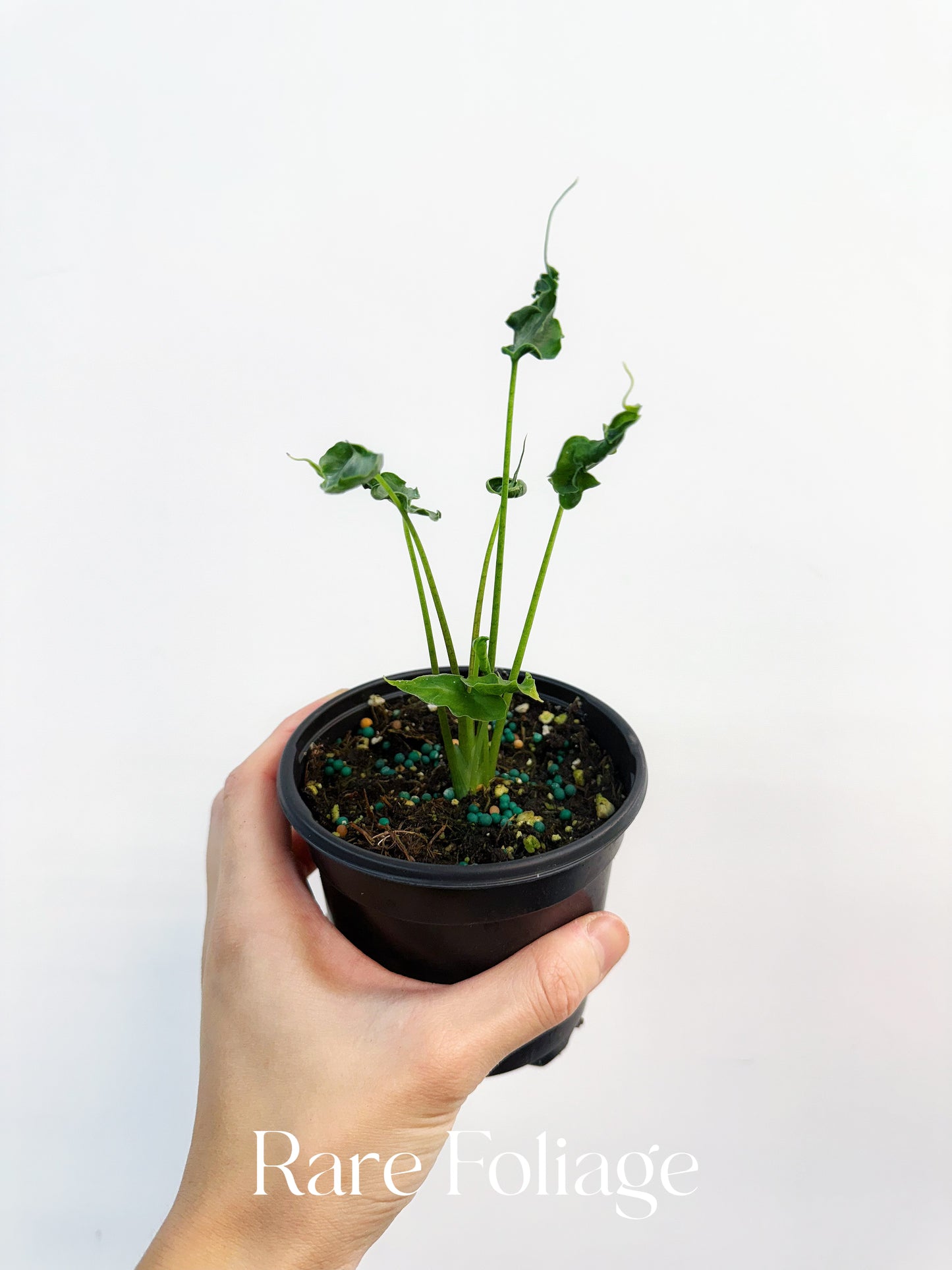 Alocasia Teletubbies 4"