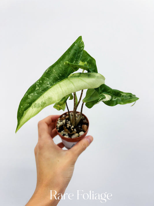 Alocasia Tigrina Superba Variegated 2”