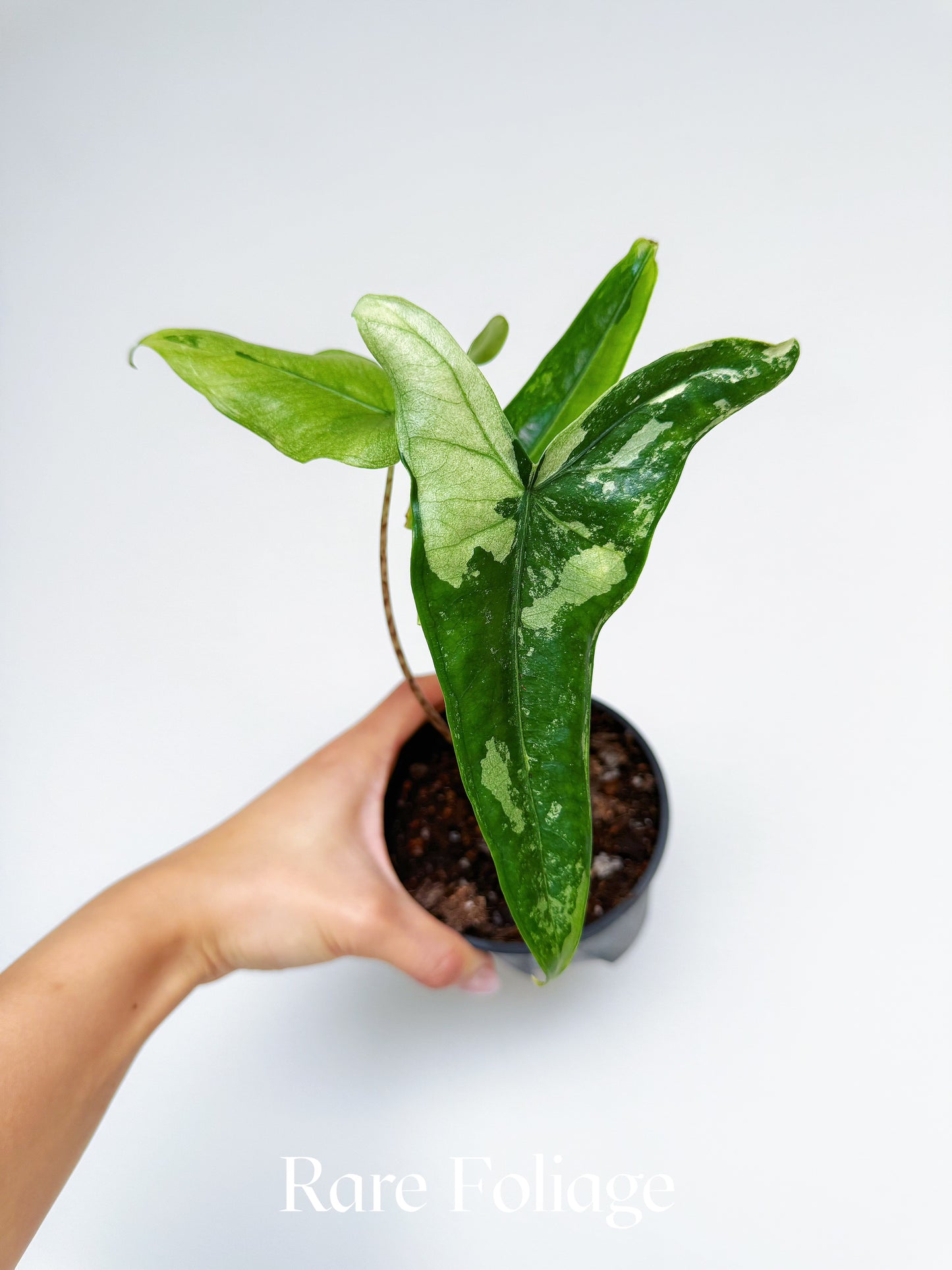 Alocasia Tigrina Superba Variegated 4”