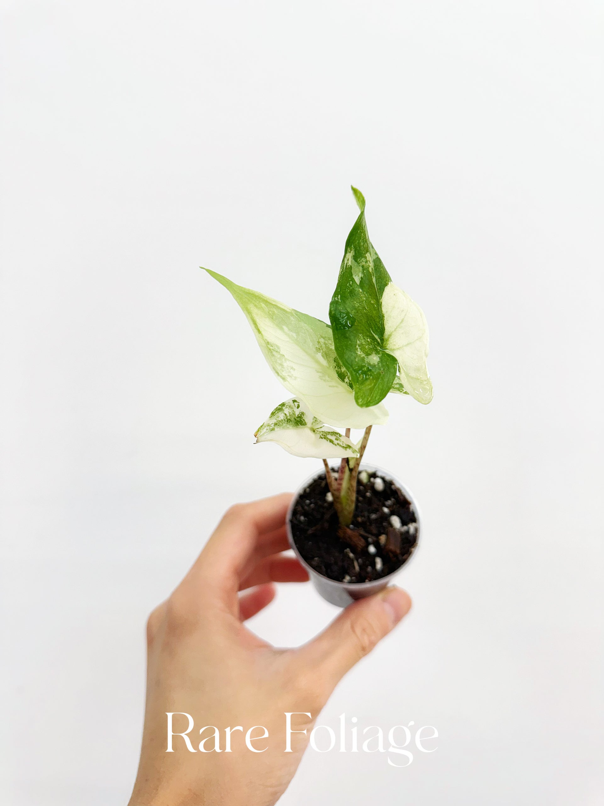 Alocasia Tigrina Superba Variegated 2” – Rare Foliage Plant Co