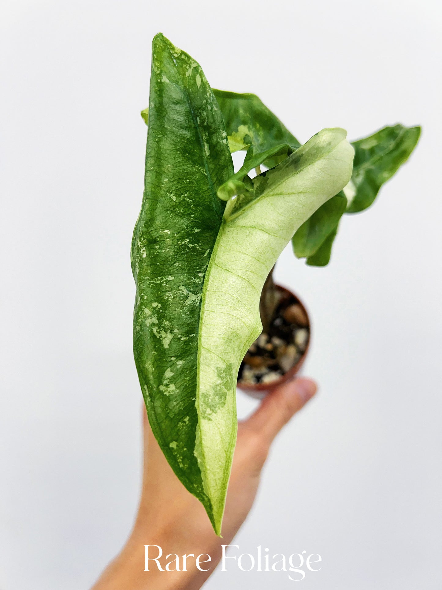 Alocasia Tigrina Superba Variegated 2”