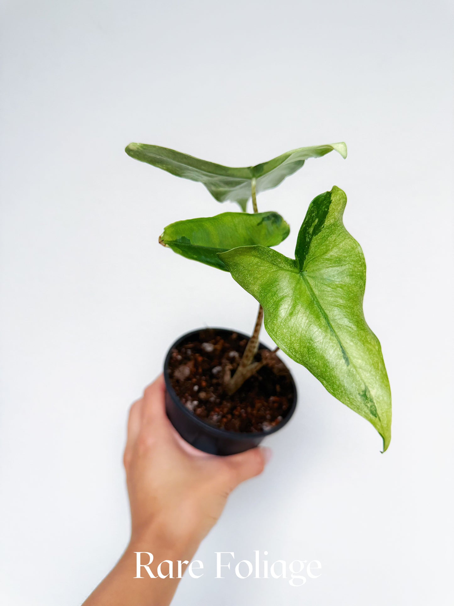 Alocasia Tigrina Superba Variegated 4”