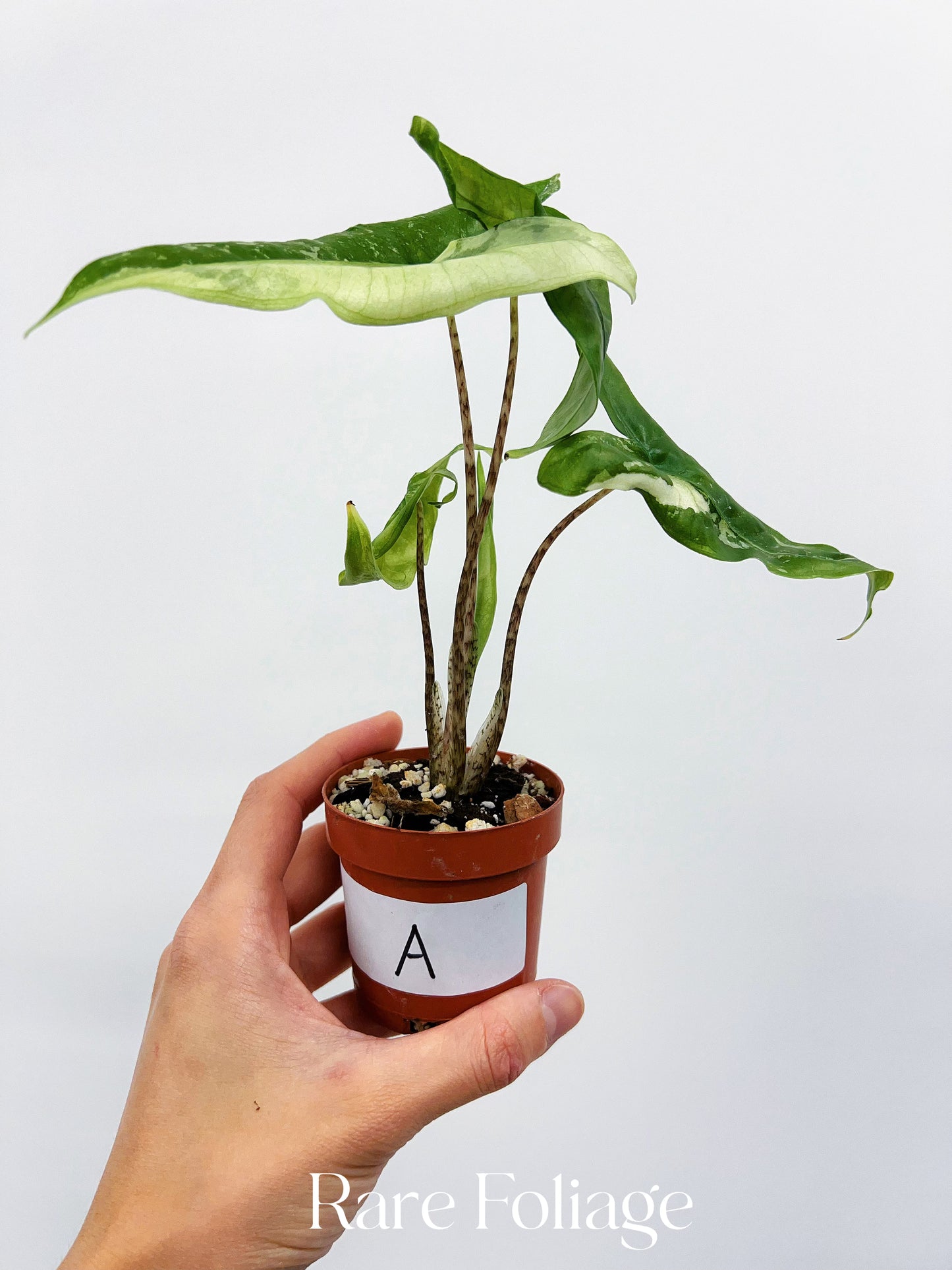 Alocasia Tigrina Superba Variegated 2”