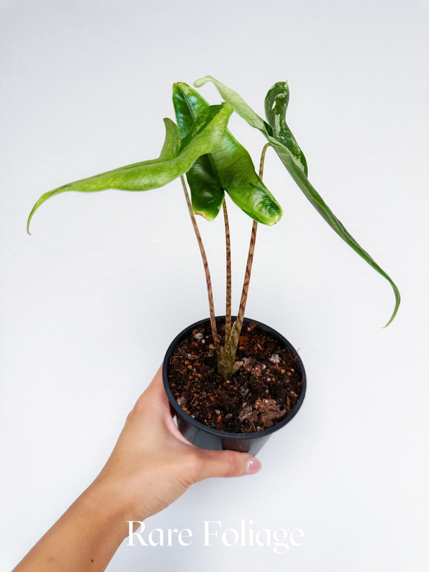 Alocasia Tigrina Superba Variegated 4”