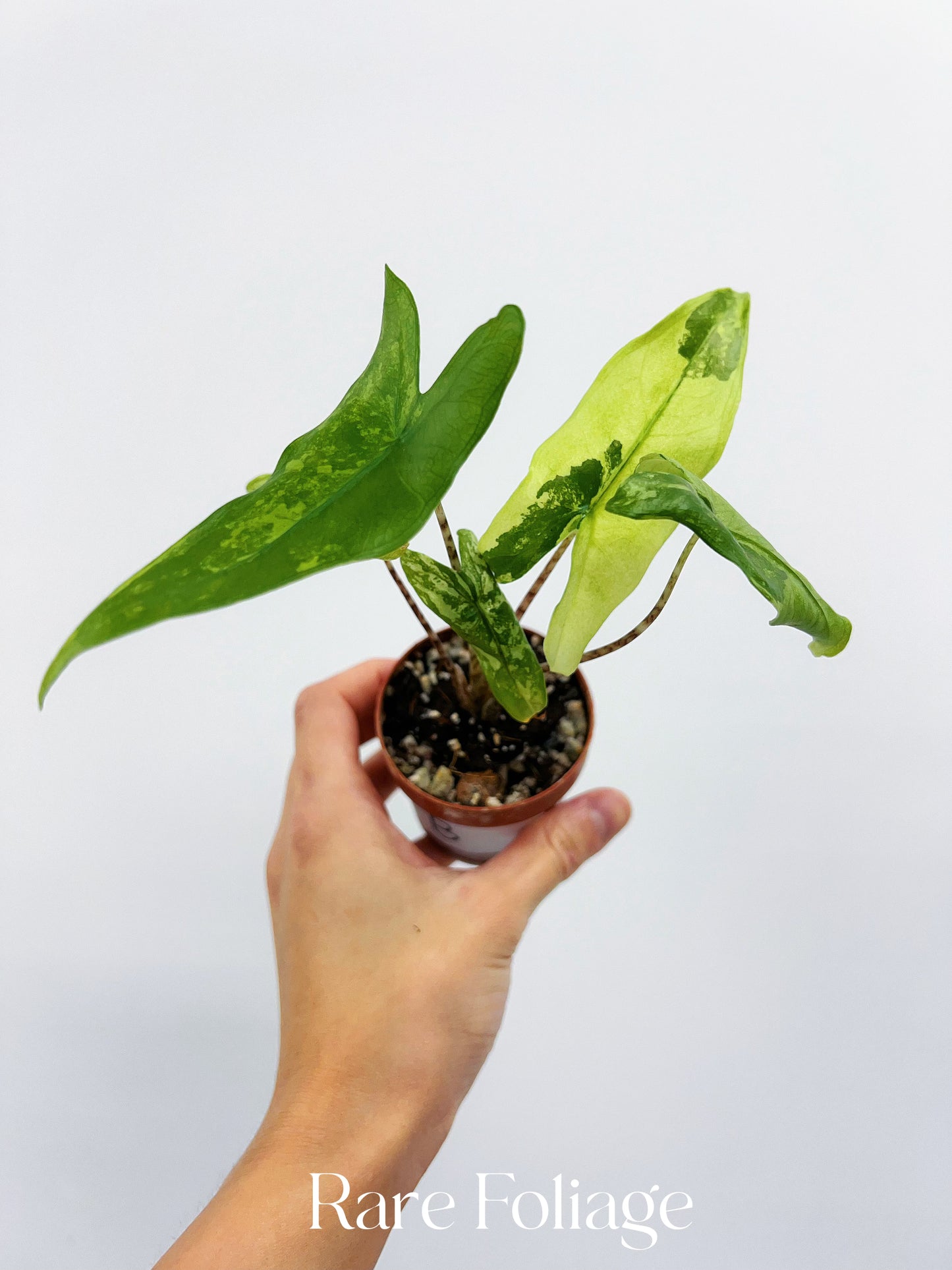 Alocasia Tigrina Superba Variegated 2”