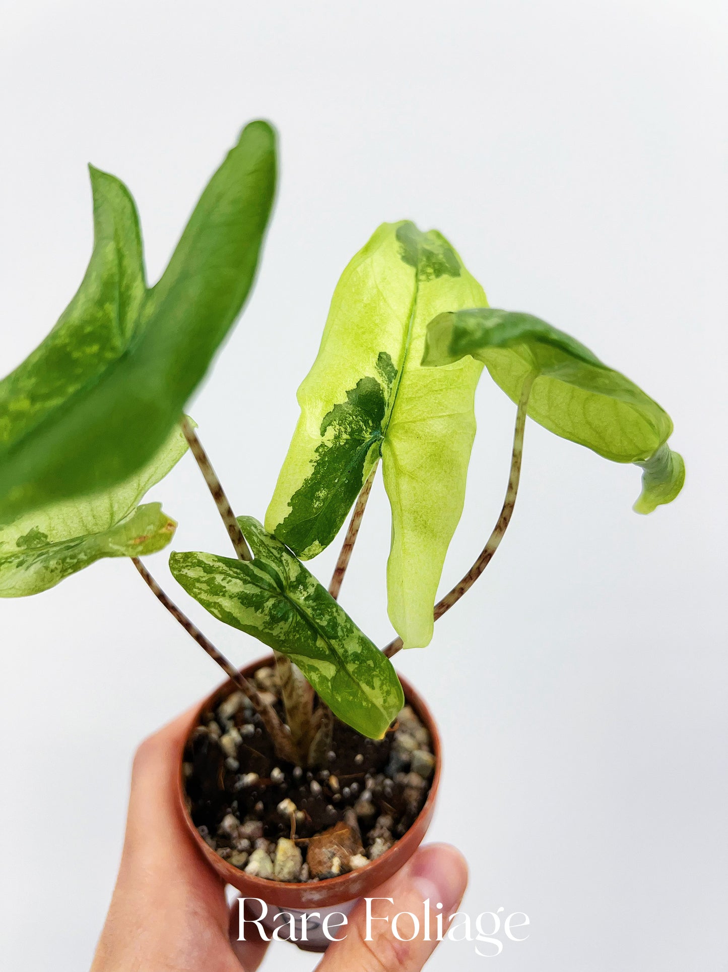 Alocasia Tigrina Superba Variegated 2”