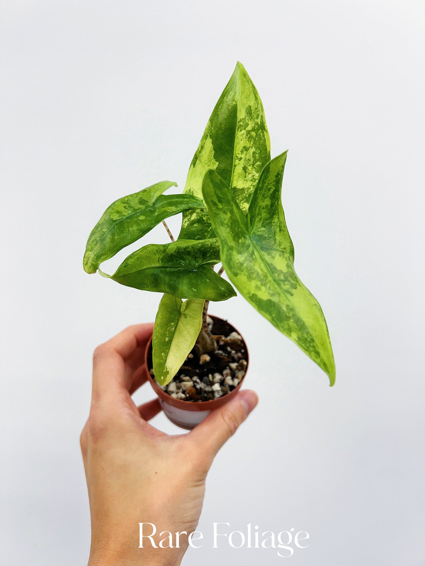 Alocasia Tigrina Superba Variegated 2”